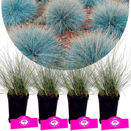 Set van 4 Blauw Zwenkgras - Festuca glauca 'Elijah Blue' - Hoogte 30cm 9cm pot