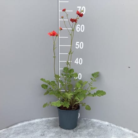 Plantes de jardin - Un ensemble 1 - Geum chiloense 'Mrs Bradshaw' - (2L)
