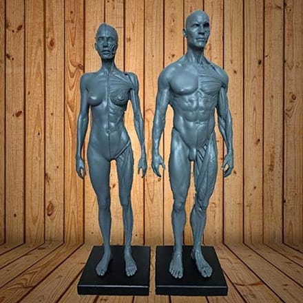 Anatomisch Model Menselijk Lichaam 30cm - Ecorche & Huid Inclusief Mannelijk en Vrouwelijk Figuur