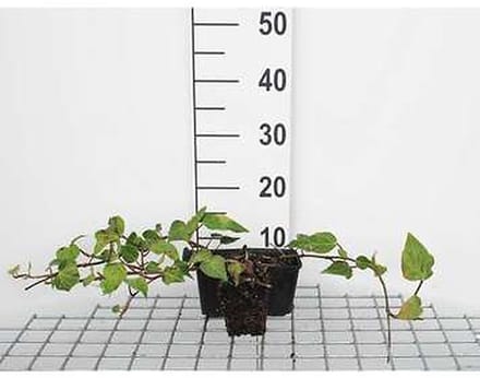 12x Perzische Klimop, Kaukasische Klimop - Hedera colchica | 9x9 cm pot