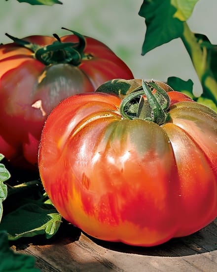 2 sets - Tomaat Pantano Zaden Solanum Lycopersicum Eenjarig