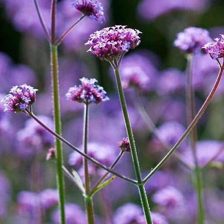 12 x Verbena Bonariensis - IJzerhard in P9 (0,7 Liter pot)