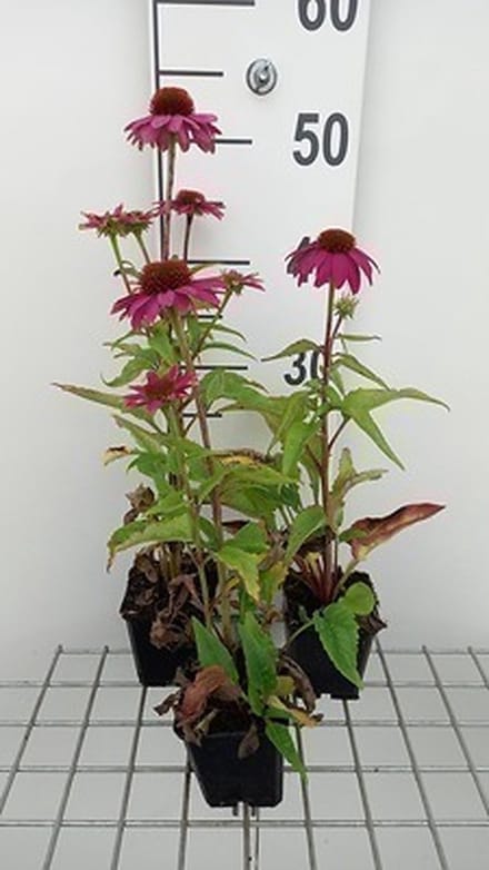 6x Zonnehoed - Echinacea purp. Pow Wildberry' | 9x9 cm pot