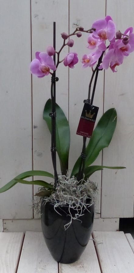 Vlinderorchidee lichtroze in hoge zwarte/antraciete pot 60 cm
