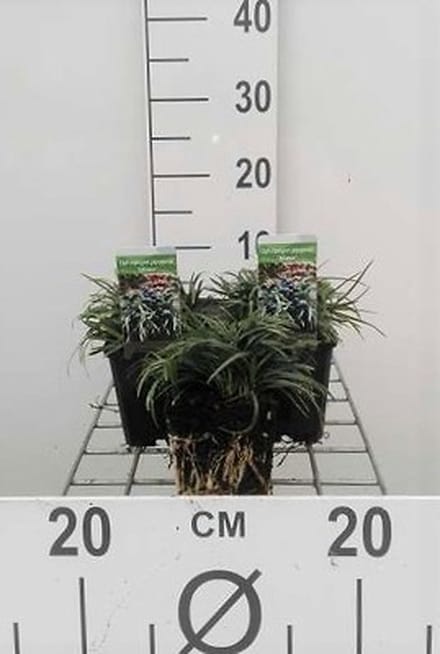 6x Slangenbaard - Ophiopogon japonicus | 9x9 cm pot