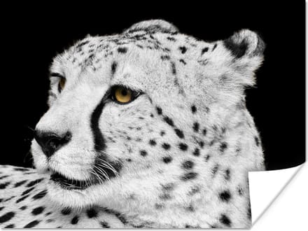 Poster Luipaard - Wit - Zwart - 40x30 cm