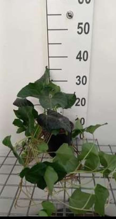 2 x Hedera algeriensis laforet - Struikklimop 40- 60 cm in pot