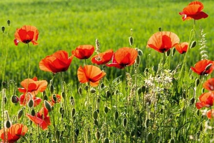 Fotobehang - Poppy Field 375x250cm - Vliesbehang