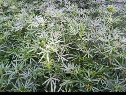 Choisya tern. 'White Dazzler'® - Mexicaanse Oranjebloesem 40- 50 cm in pot