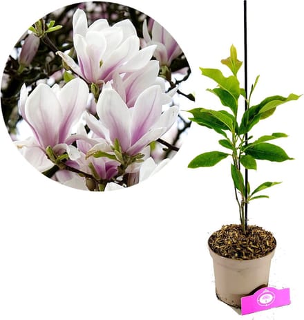 Magnolia x soulangeana, Beverboom, 2 liter pot