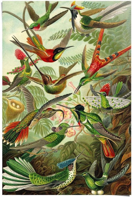 Poster Kolibries - 91,5 x 61 - Papier - REINDERS