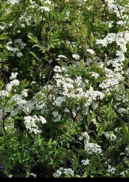 2 x Spiraea cinerea 'Grefsheim' - Struikspirea 30- 40 cm in pot