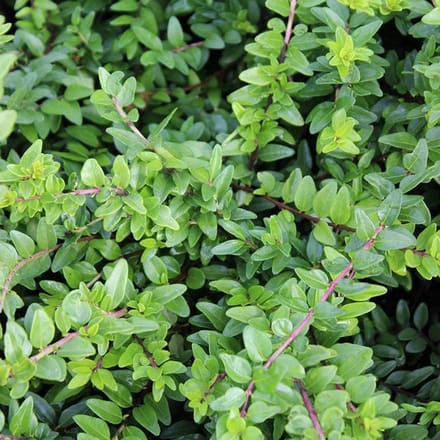 12 x Kamperfoelie 'Maigruen' - Lonicera nitida 'Maigruen' pot 9x9cm - Compacte schoonheid