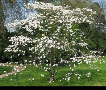 1 x Cornus florida - Amerikaanse Kornoelje 50- 60 cm in pot
