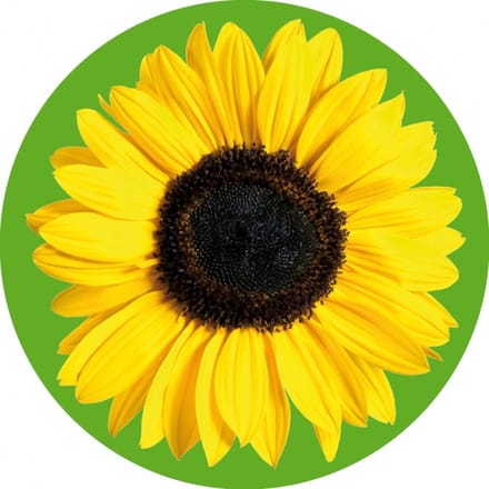 Bierviltjes zonnebloem 10 st - onderzetter viltjes