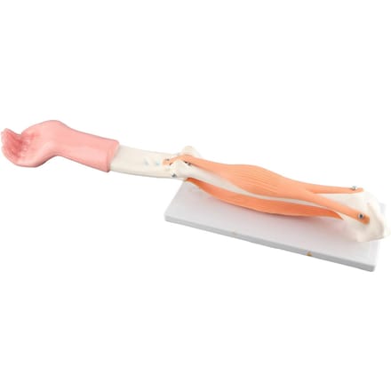 Arm Bewegend Model Anatomisch Ellebooggewricht Bewegingsmodel Basisschool Onderwijsaccessoire white