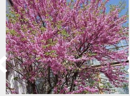 Cercis siliquastrum - Judasboom 40 - 50 cm in pot
