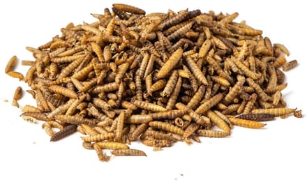 Voerwaarts - Black soldier fly larve - 5kg - Calciworms