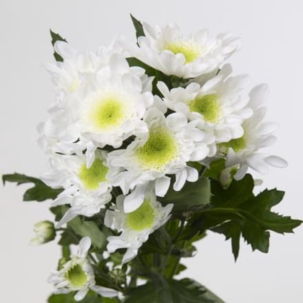 10x Chrysant radost 70cm