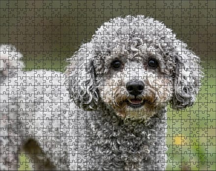 Puzzel Poedel | 500 stukjes | Dierenpuzzel | Hondenpuzzel