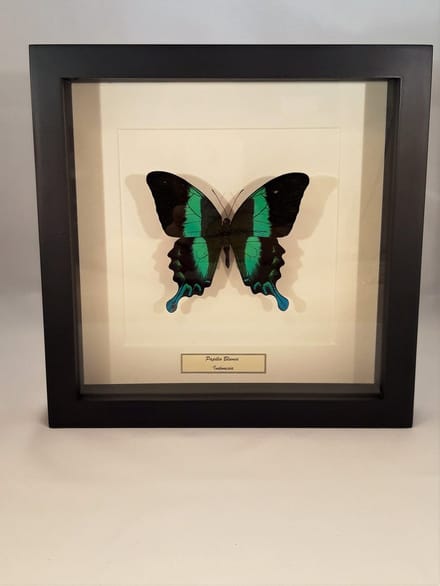 vlinder in kader, Morpho Helenor