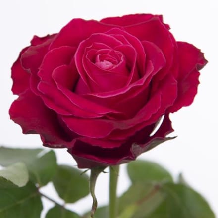 20x Rosa movie star 40cm