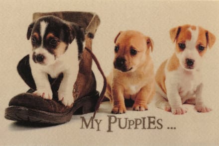 Deurmat foto 3 puppies - 40 x 60 cm