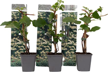 Plant in a Box - Set van 3 Hydrangea 'Petiolaris’ - Klimhortensia - Pot 9cm - Hoogte 25-40cm