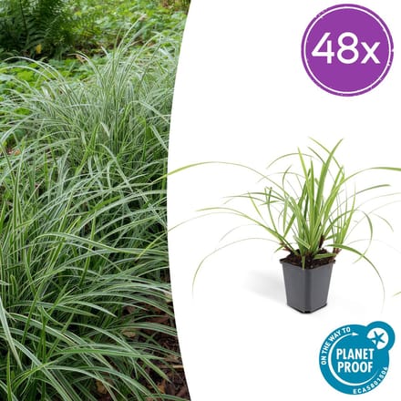 48x Japanse zegge Ice Dance, Carex morrowi, siergras, simpele bodembedekker