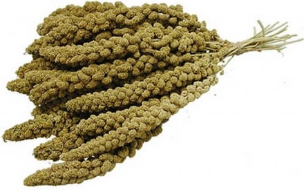 Trosgierst Chinees - 1000 gram