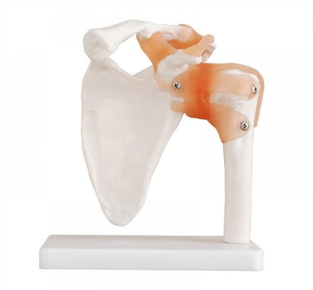 Anatomisch model, schouder ST-ATM-020