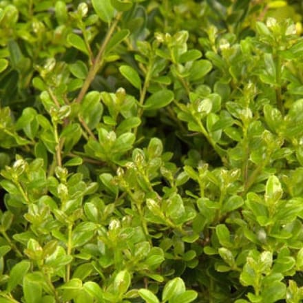 Ilex Crenata 'Fastigiata' - Japanse hulst 40-50 cm pot