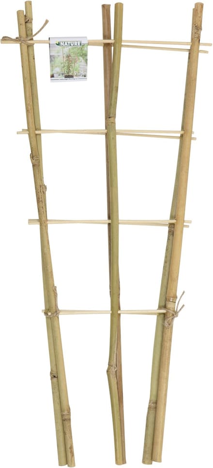 Driesprong collection - Bamboeplantrekje h60b24 cm s2st