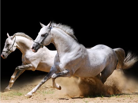 Fotobehang - Galopperende paarden op het zand.
