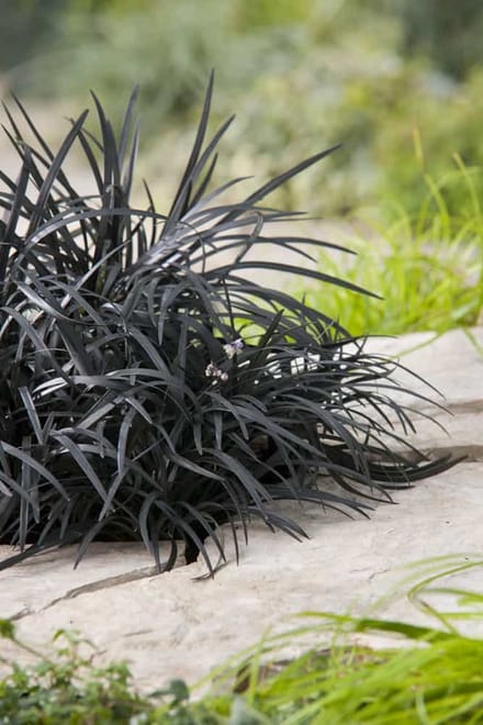 Ophiopogon plan. Niger - Set van 5 - Zwarte Slangebaard - Pot 2 Liter - Wintergroen