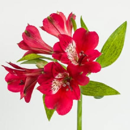 10x Alstroemeria noize 70cm