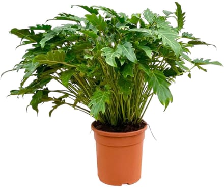 Philodendron Xanadu – Tropische Kamerplant 80 cm – Ø27 cm
