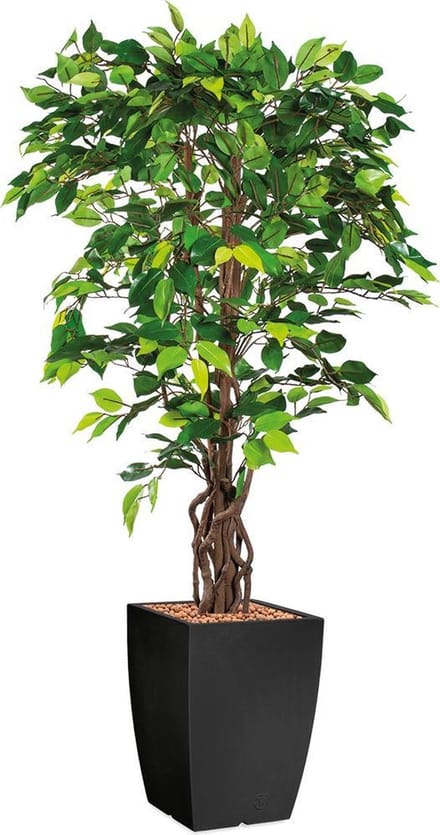 HTT - Kunstplant Ficus in Genesis vierkant antraciet H155 cm