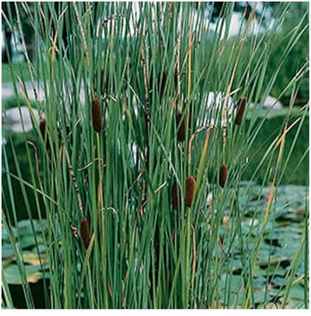 Moerings Typha Laxmannii | Lisdodde | In 9CM pot