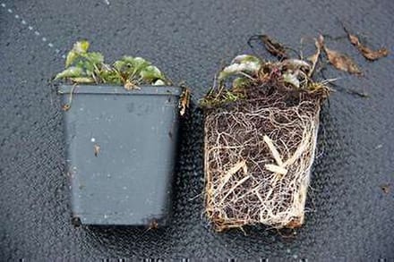 6x Klokje - Campanula pyramidalis | 9x9 cm pot