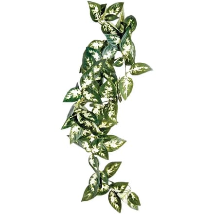 Reptielen schuilplaats Komodo Borneo Hanging Vine