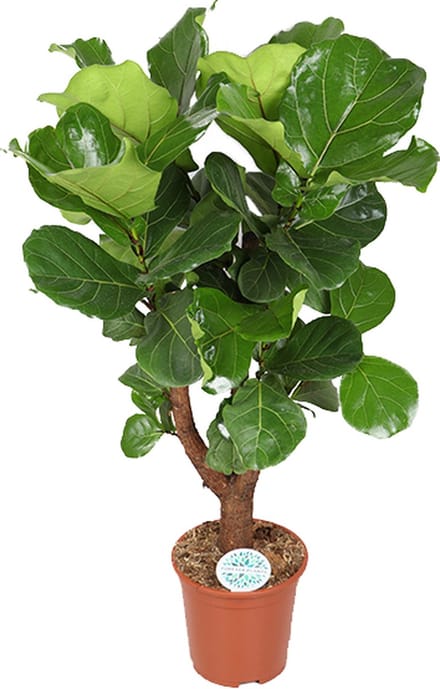 Green Harmony | Ficus Lyrata (vertakt)