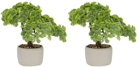 Set van 2 Kopu bonsai (Sedum multiceps) - 24 cm - grijze pot
