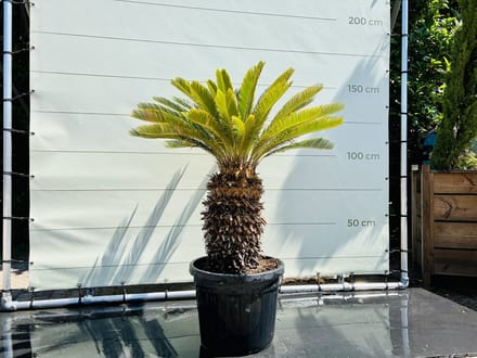 Palmboom - Cycas Revoluta - Vredespalm - Pot ⌀ 45cm - Hoogte  130-150cm
