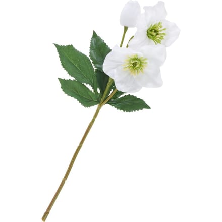 Helleborus