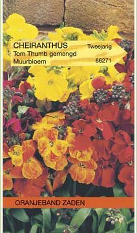 Oranjebandzaden -  Cheiranthus, Muurbloem Tom Thumb gemengd