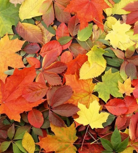 Fotobehang - Colourful Leaves 225x250cm - Vliesbehang