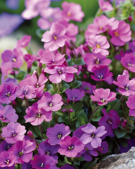 2 sets - Aubrietia Zaden Whitewell Gem Aubrieta Hybrida Meerjarig