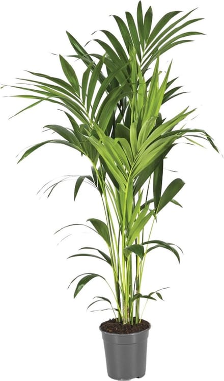 Howea Forsteriana - Ø21 130