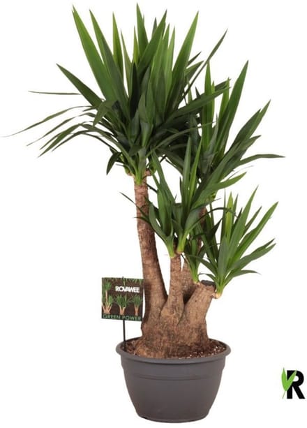 Yucca elephantipes vertakt 120 cm - Kamerplant - Potmaat Ø30 cm